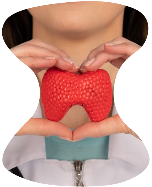 A medical professional holding thyroid gland model.